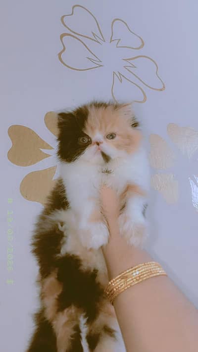 Piki Calico Female For Sale