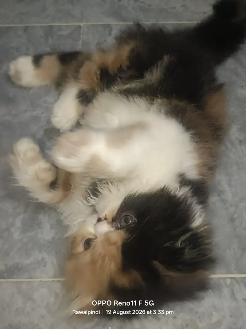 Piki Calico Female For Sale — photo 2