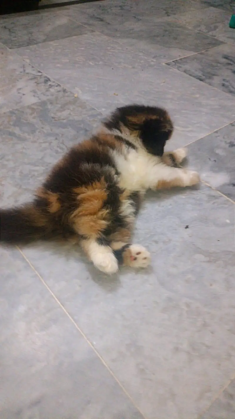 Piki Calico Female For Sale — photo 3
