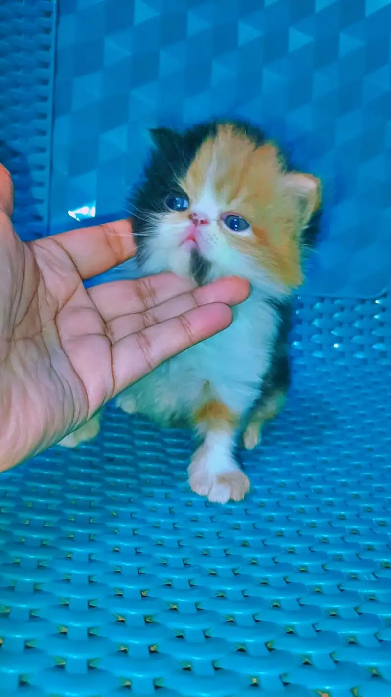 Piki Calico Female For Sale — photo 4