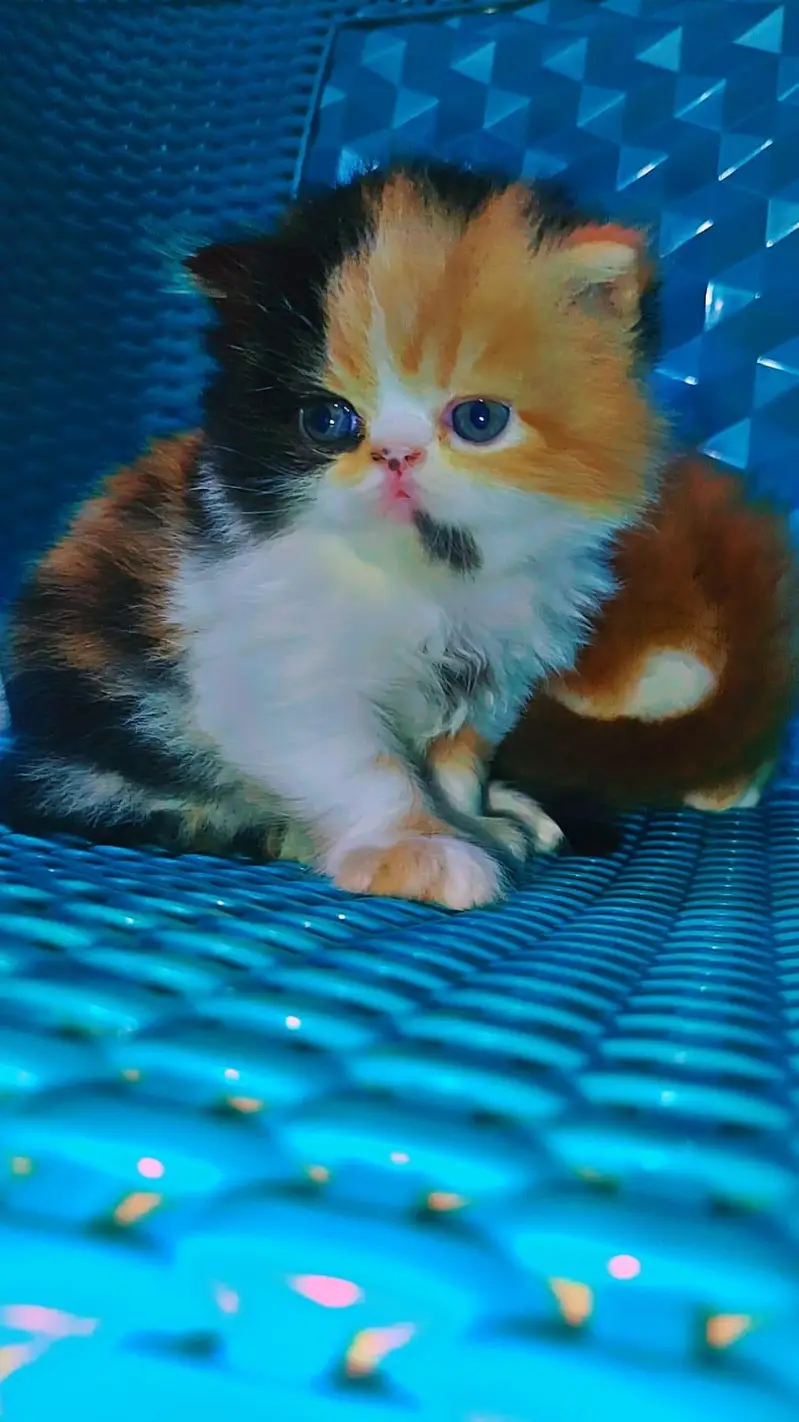 Piki Calico Female For Sale — photo 5