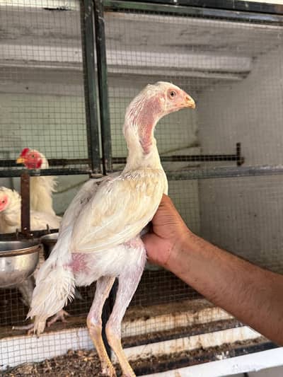 ShaShamo Pair, Shamo chicks, Shamo Eggs, Aseel pathy