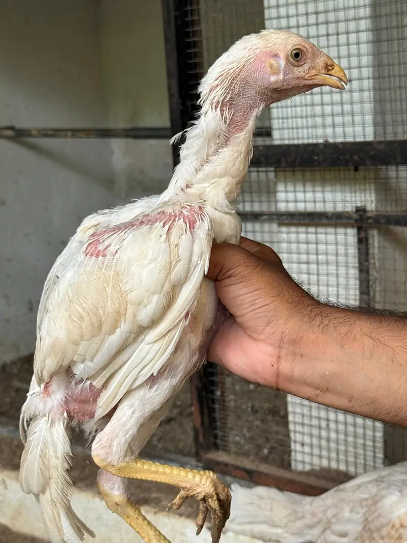 ShaShamo Pair, Shamo chicks, Shamo Eggs, Aseel pathy — photo 2