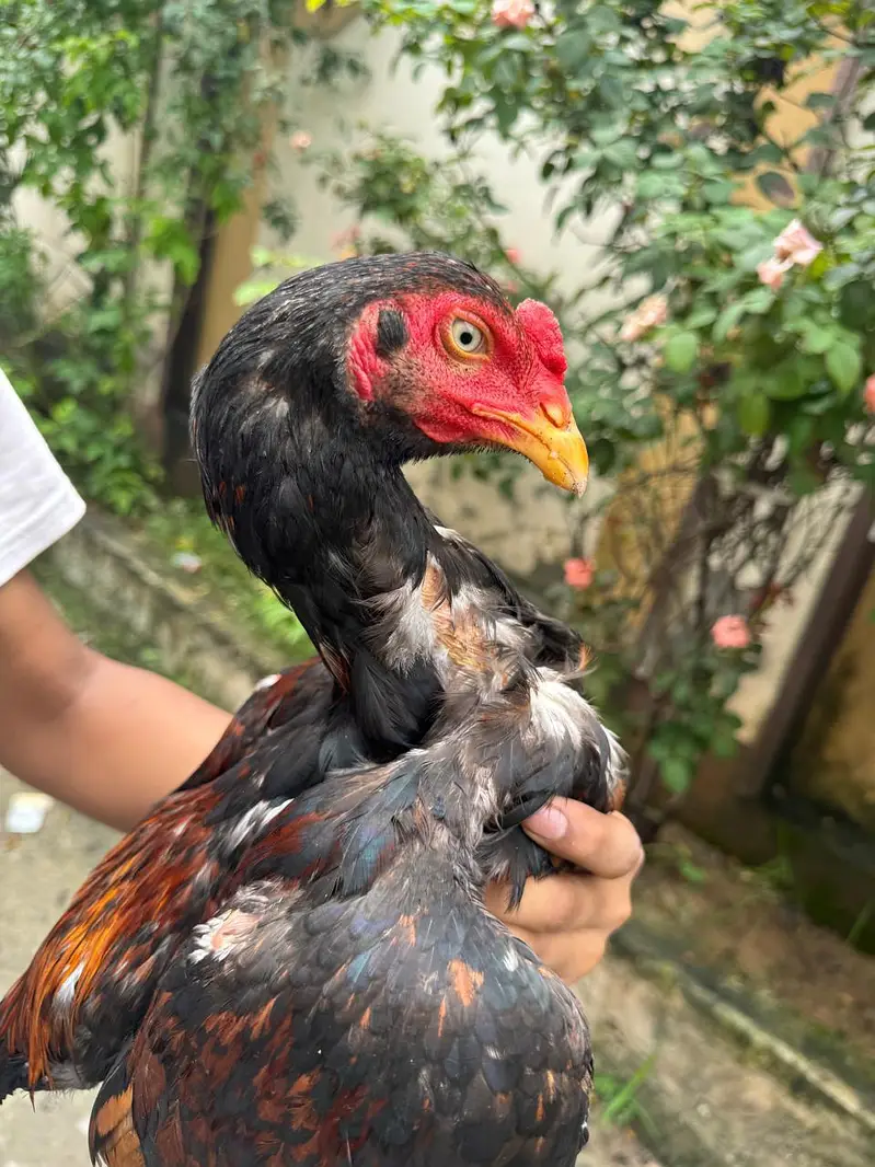 ShaShamo Pair, Shamo chicks, Shamo Eggs, Aseel pathy — photo 3