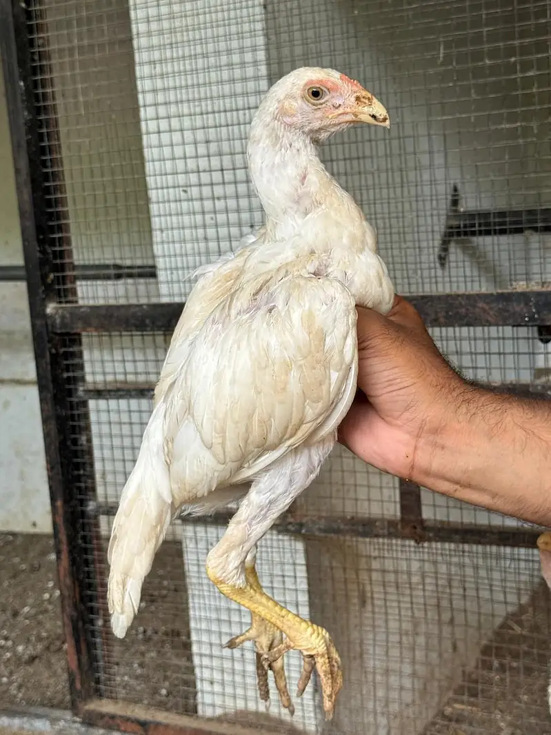 ShaShamo Pair, Shamo chicks, Shamo Eggs, Aseel pathy — photo 4