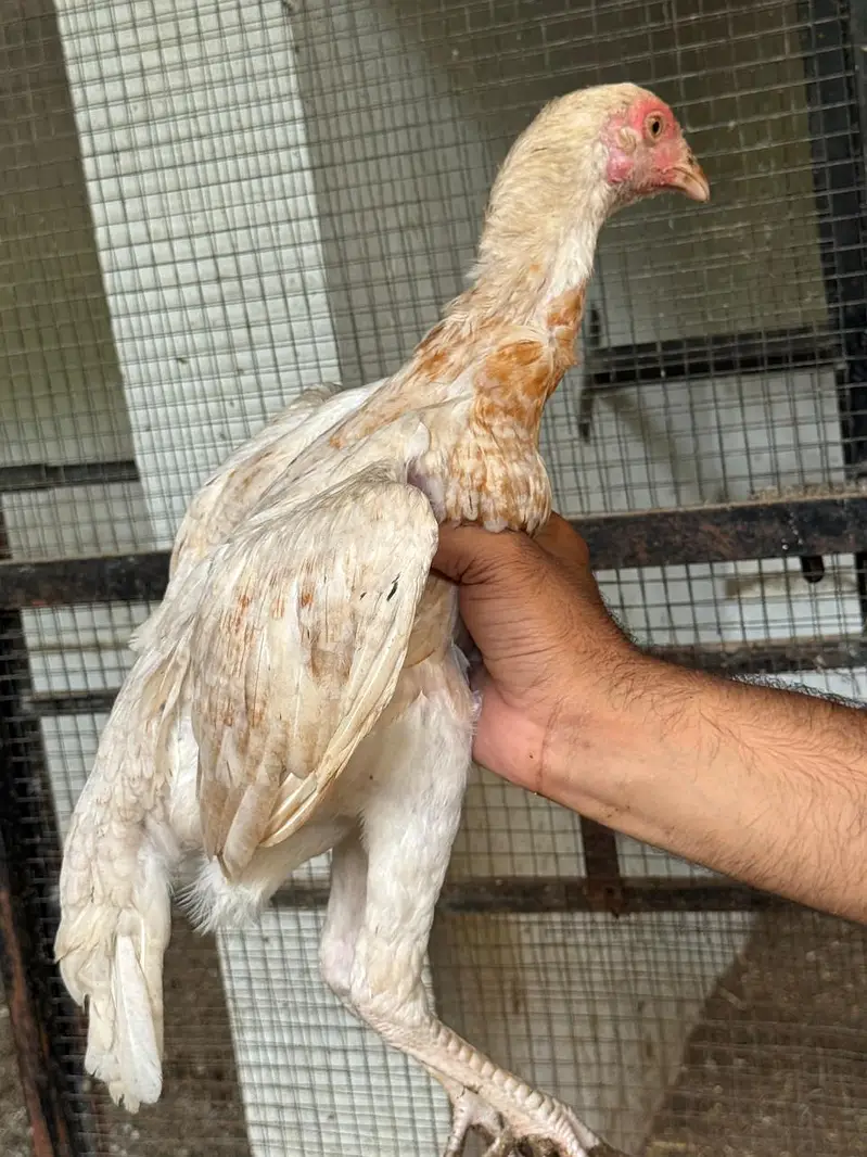 ShaShamo Pair, Shamo chicks, Shamo Eggs, Aseel pathy — photo 5
