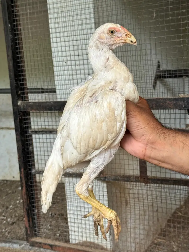 ShaShamo Pair, Shamo chicks, Shamo Eggs, Aseel pathy — photo 6