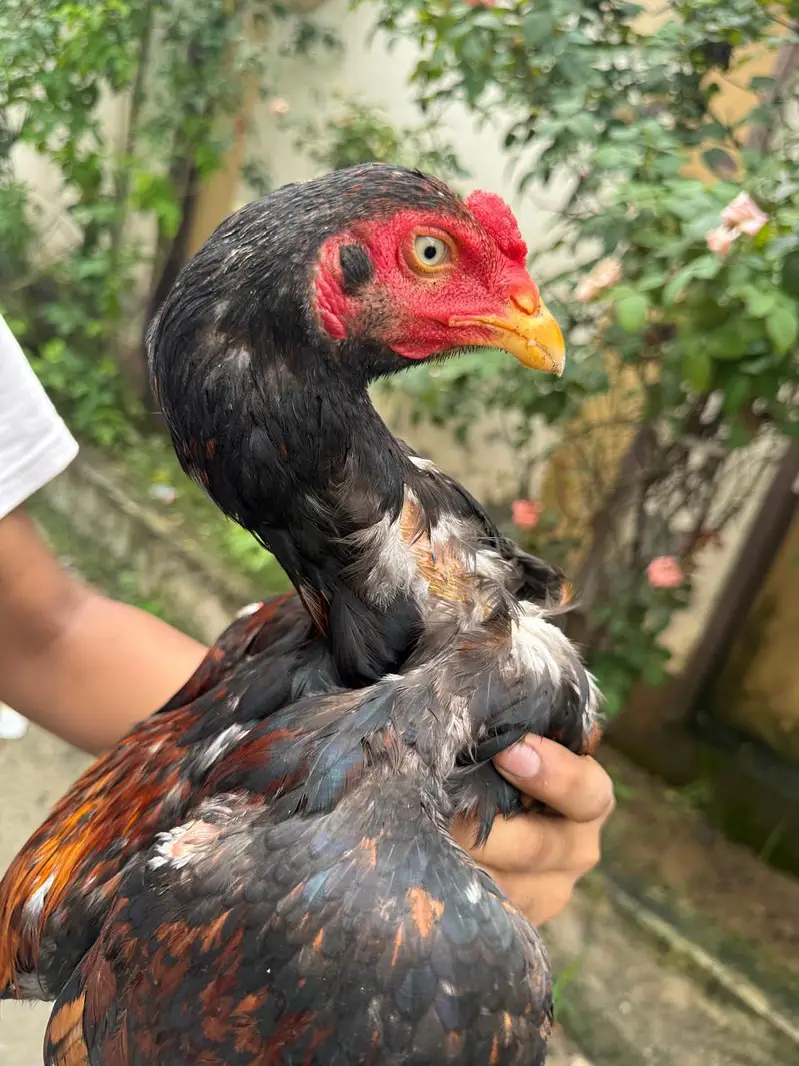 ShaShamo Pair, Shamo chicks, Shamo Eggs, Aseel pathy — photo 7
