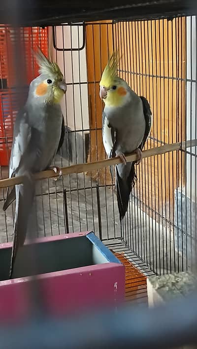 2 Cocktail male available for sale