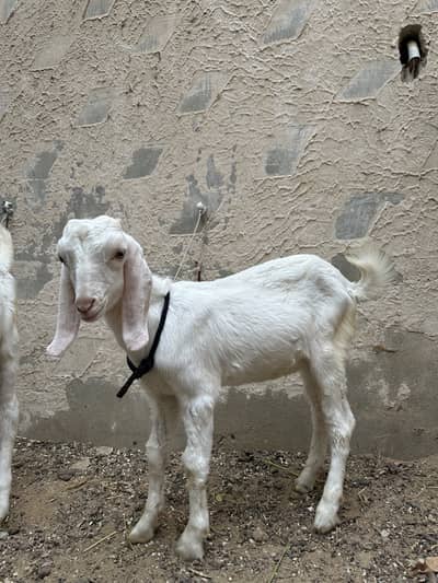 Bakra (tapra gulab)