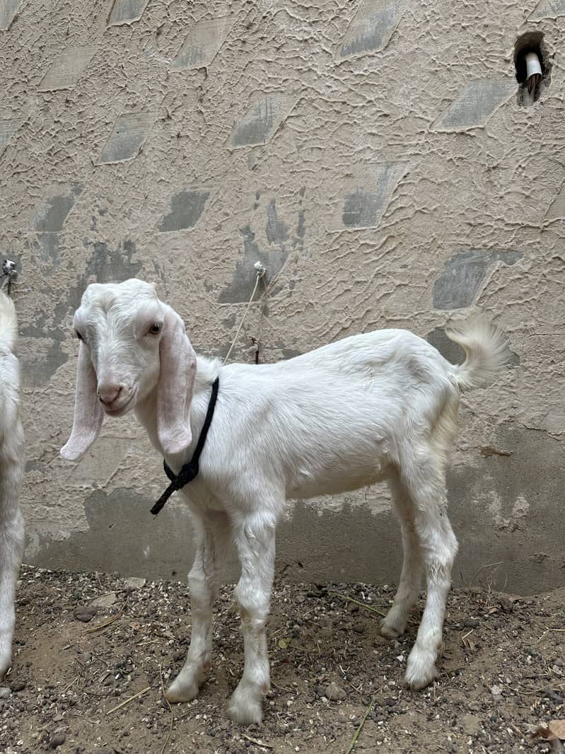 Bakra (tapra gulab) 0