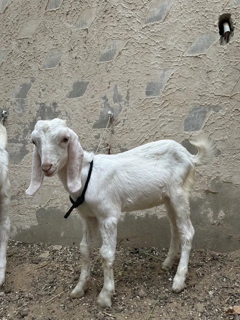 Bakra (tapra gulab)