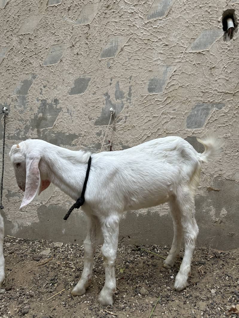 Bakra (tapra gulab) 1