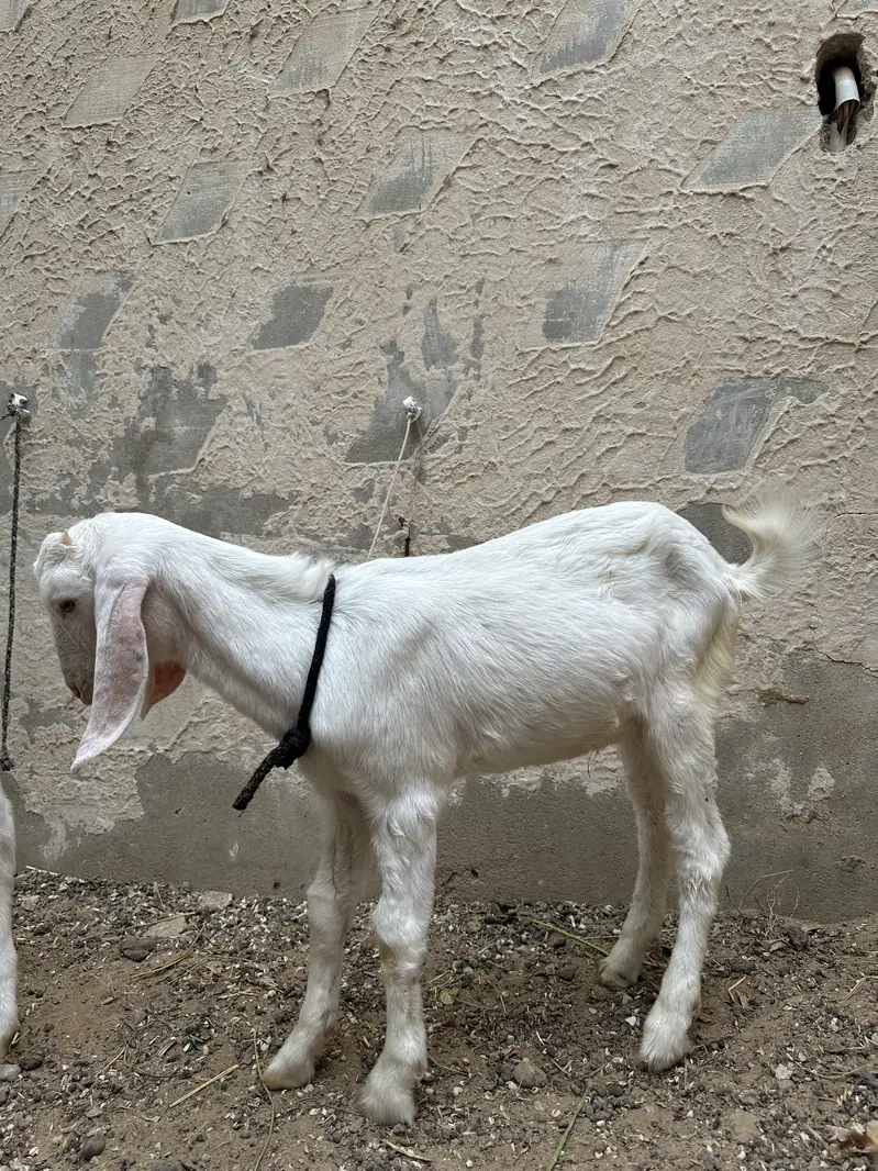 Bakra (tapra gulab) — photo 2