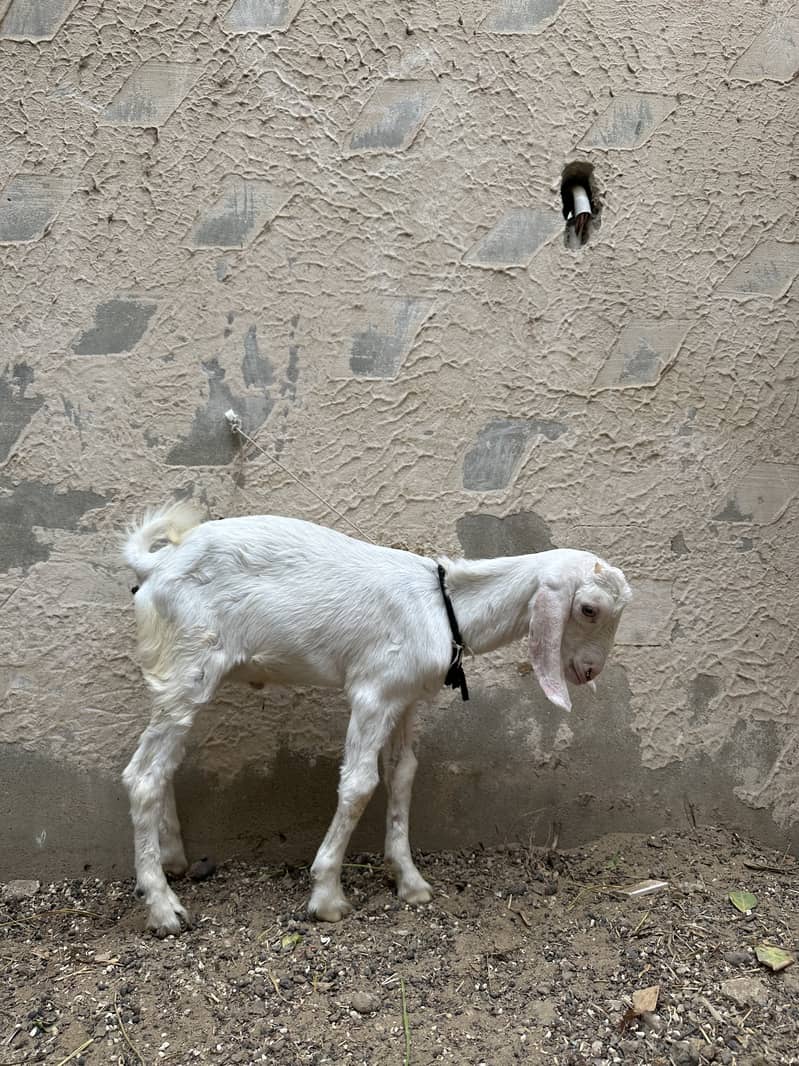 Bakra (tapra gulab) 2