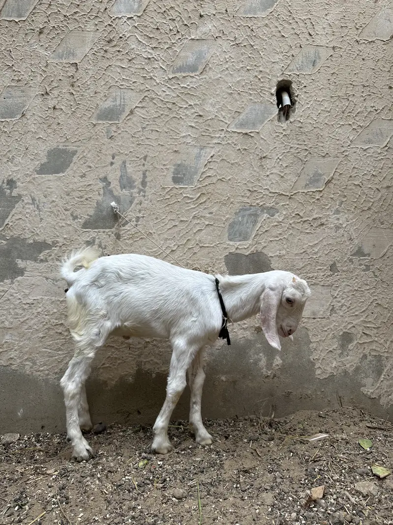 Bakra (tapra gulab) — photo 3