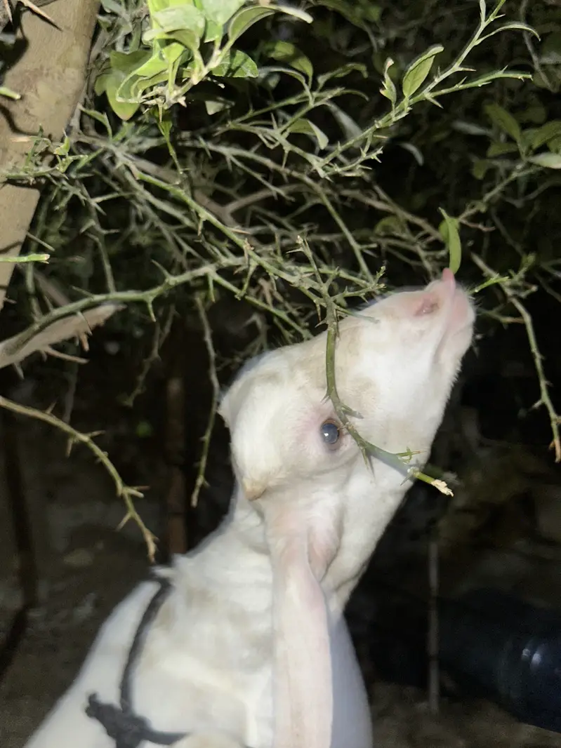 Bakra (tapra gulab) — photo 4
