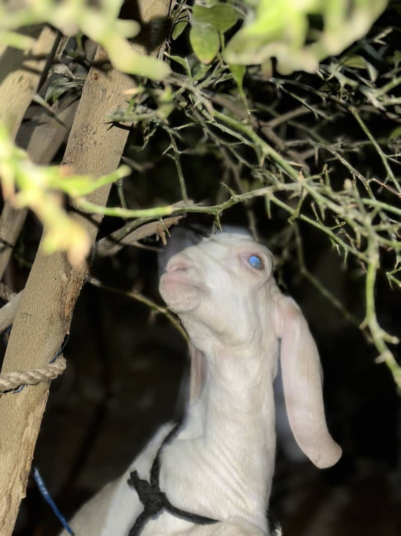 Bakra (tapra gulab) 4