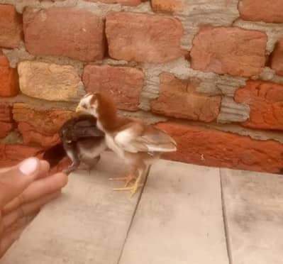 Kisi K pass Aseel bacho wali madi he