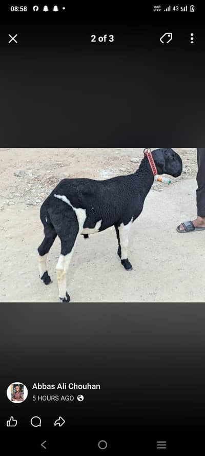 Dumba For Sale