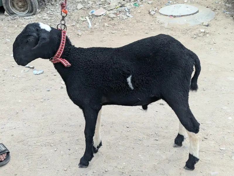 Dumba For Sale — photo 3