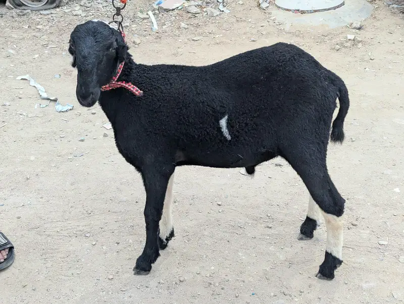 Dumba For Sale — photo 4