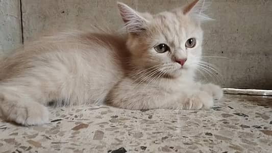 Persian cat