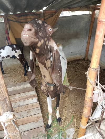 Pateri bakri for sale