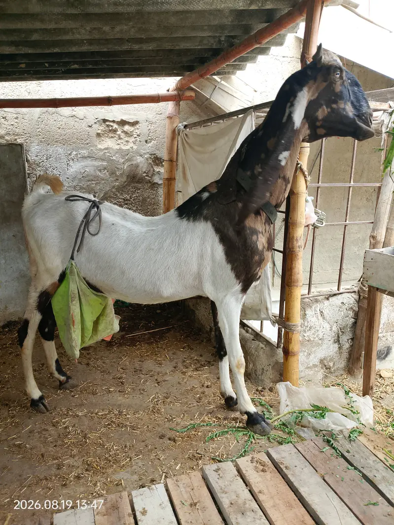 Pateri bakri for sale — photo 2