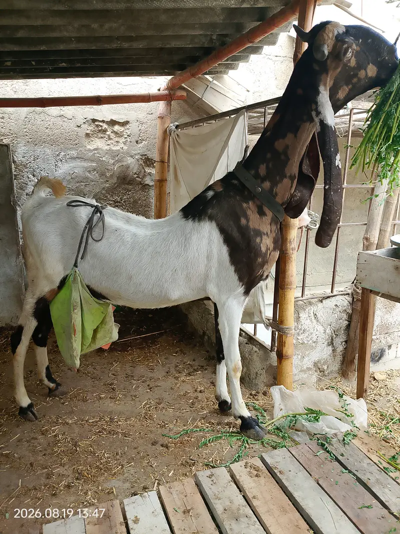 Pateri bakri for sale — photo 3