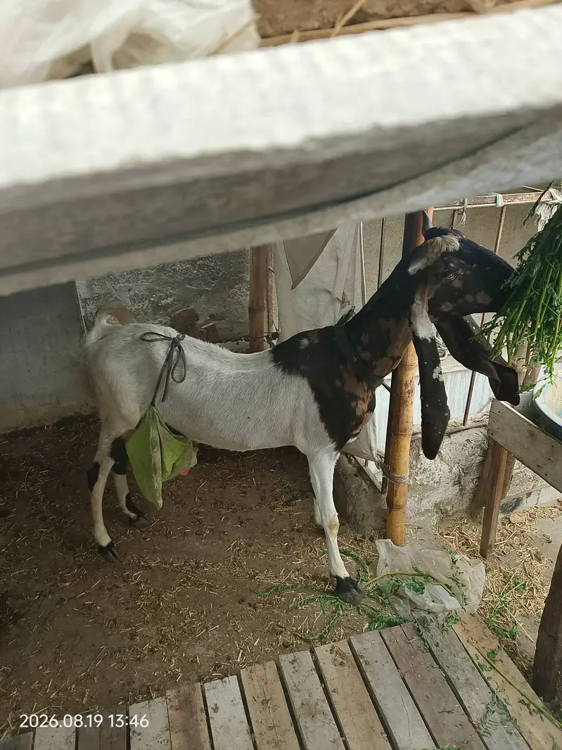 Pateri bakri for sale — photo 4