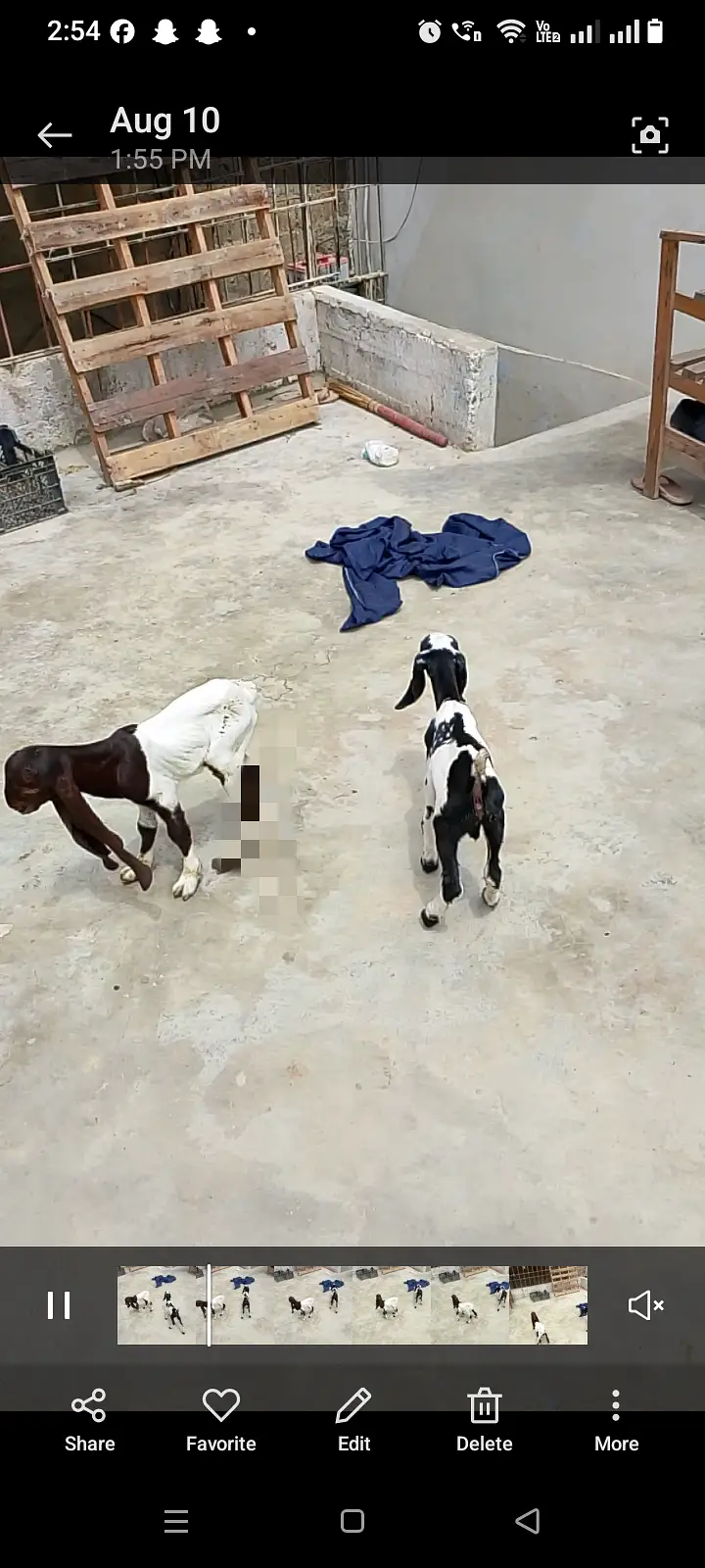 Pateri bakri for sale — photo 5