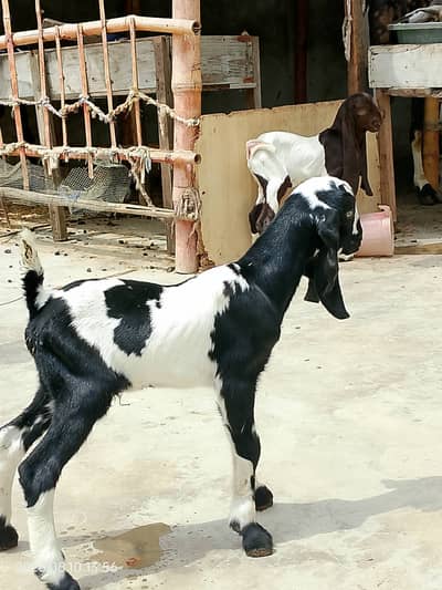 Pateri bakri gulabi karas bakri aur do bacche pateri kefor sale