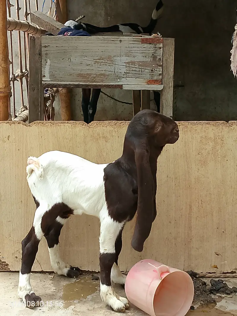 Pateri bakri for sale — photo 8