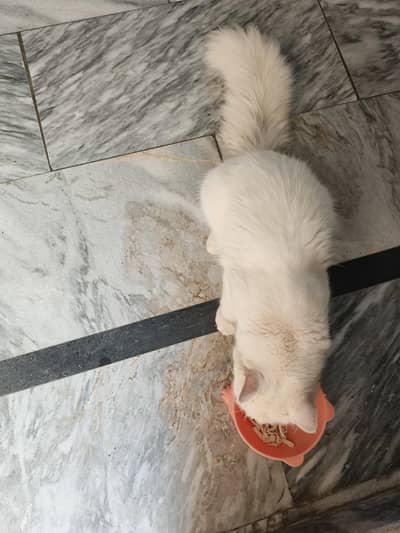 Persian 6 months male cat for sale