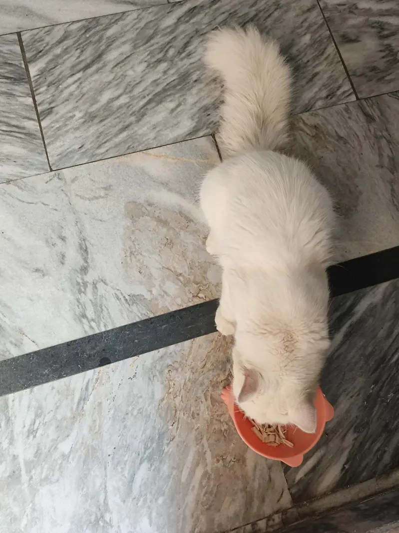 Persian 6 months male cat for sale