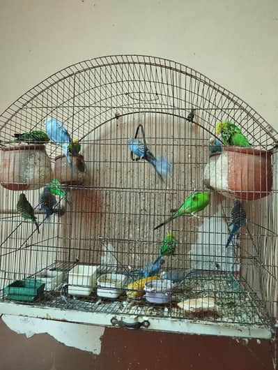 Australian parrots for sale with cage