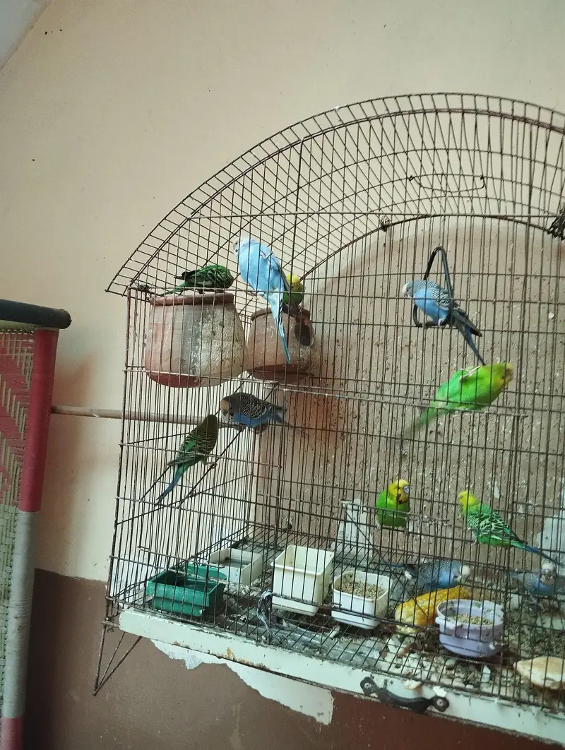 cage for parrots — photo 2