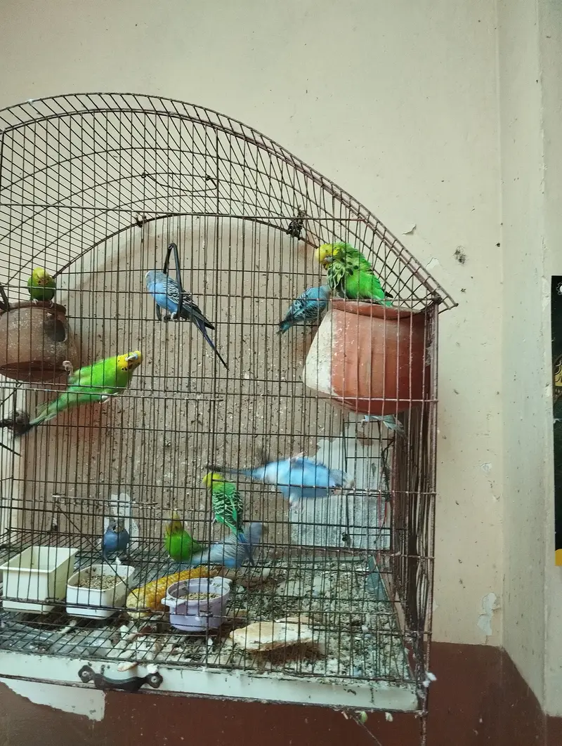 cage for parrots — photo 3