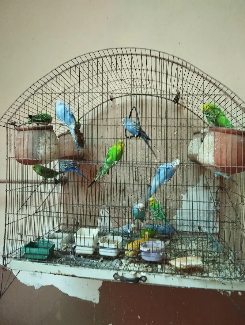 cage for parrots — photo 4