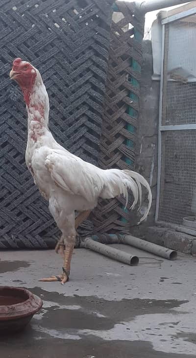 Shamo and Thai Eggs Available