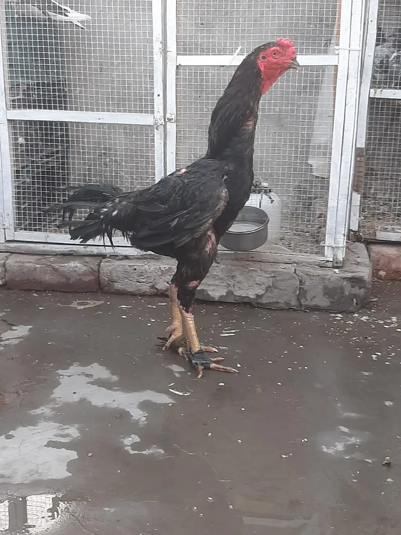 Shamo and Thai Eggs Available — photo 2