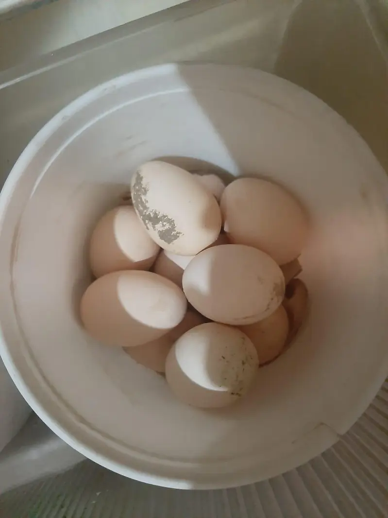 Shamo and Thai Eggs Available — photo 3
