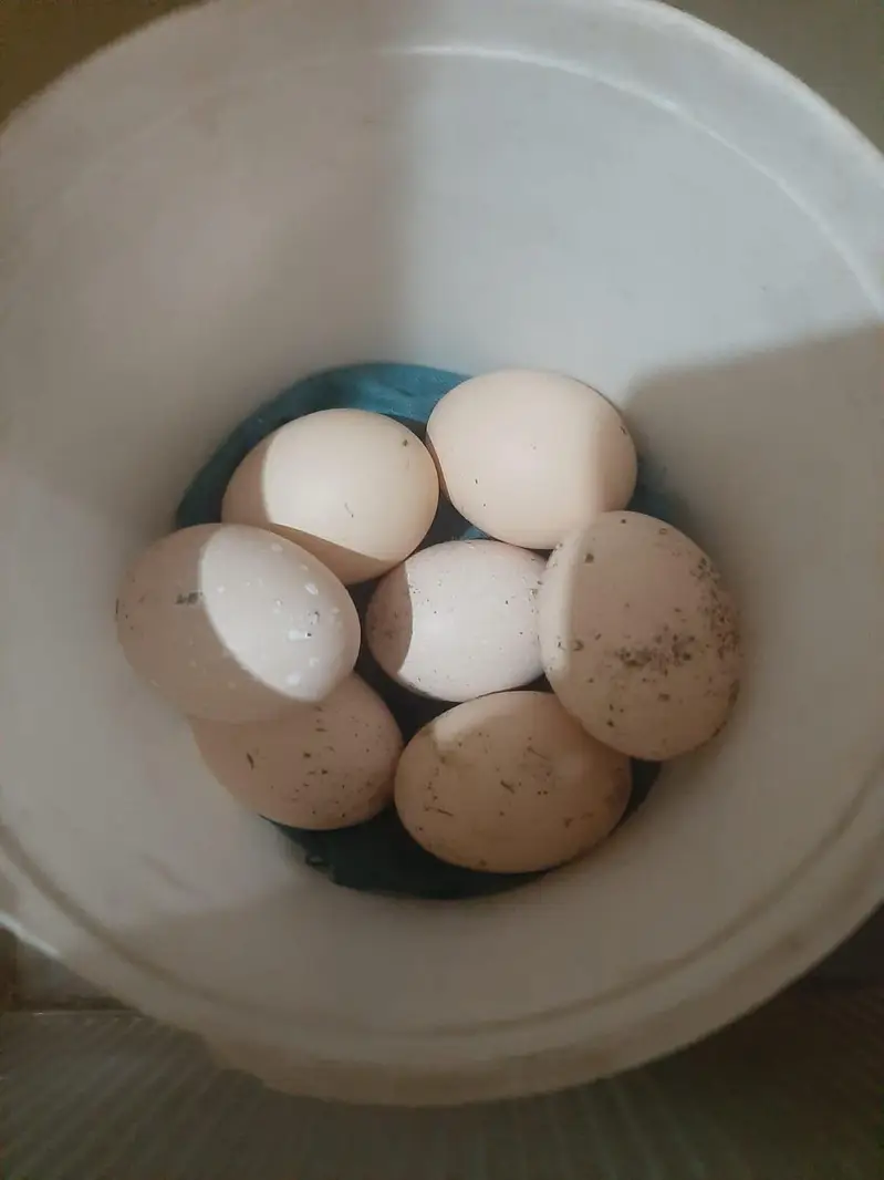 Shamo and Thai Eggs Available — photo 4