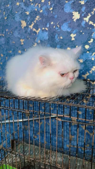 Urgent For Sale Parsian cat punch face breader male