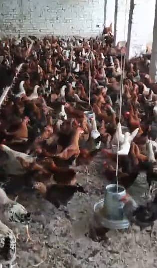Golden Misri Hens & Roosters | 5 Month mughi |Desi hen_ pathy pathiyan