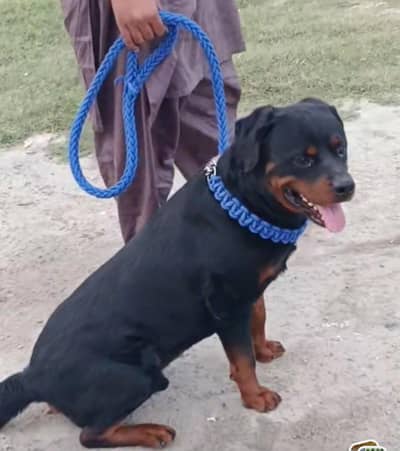 Healthy Dog for Sale – Well Trained & Active”