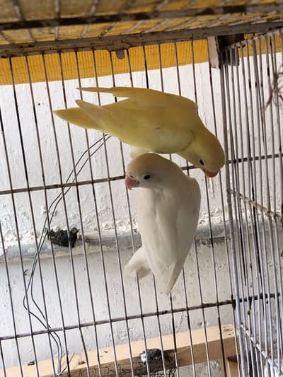 Albino black eyes to decino pair