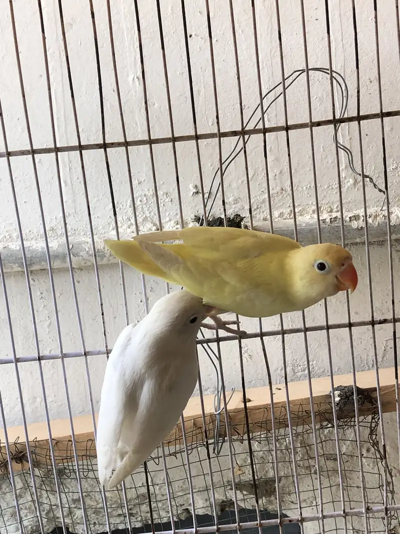 Albino black eyes to decino pair — photo 2