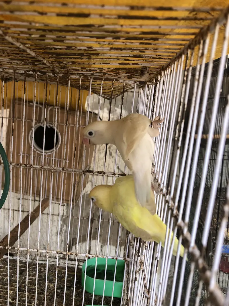 Albino black eyes to decino pair — photo 3